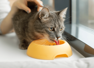 Як обрати правильне харчування для вашого улюбленця: від кошеняти до дорослого кота.