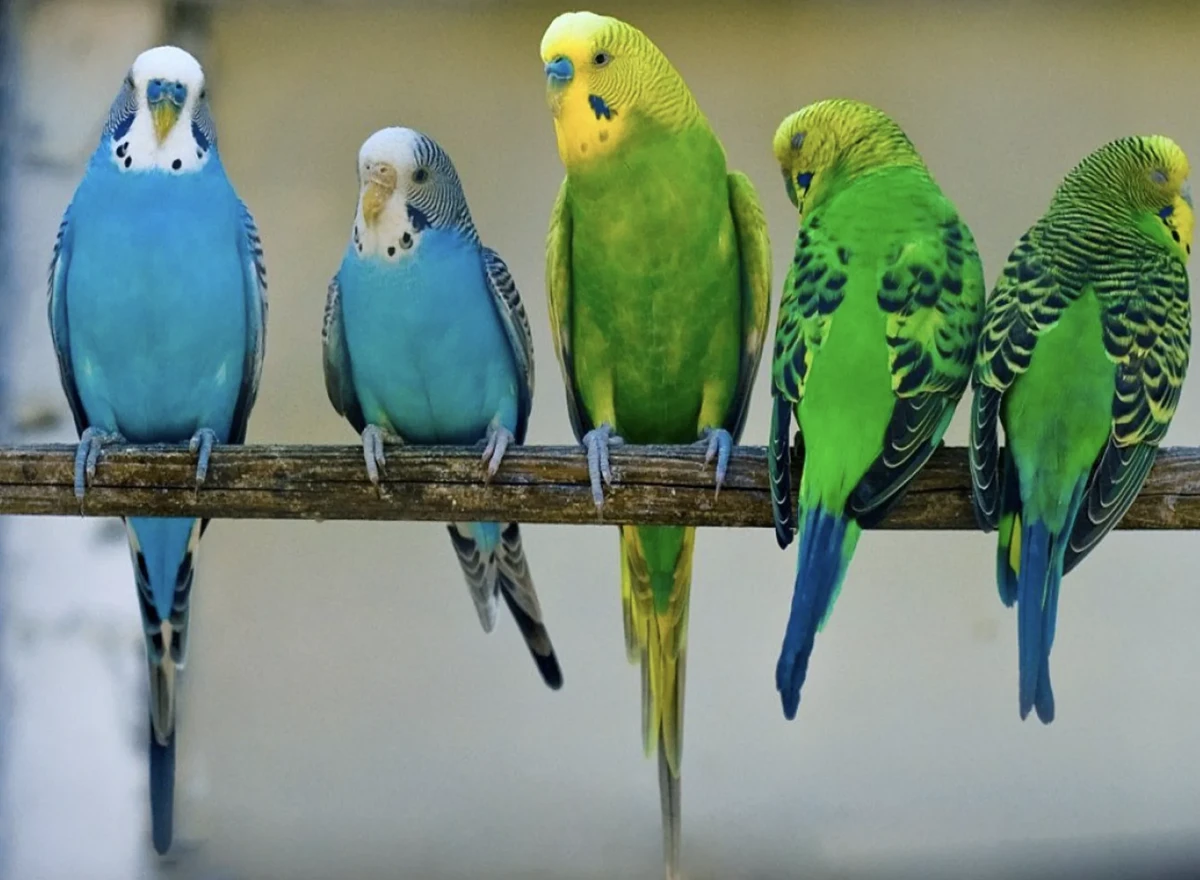 Поради з утримання папуги: як доглядати за кімнатними птахами