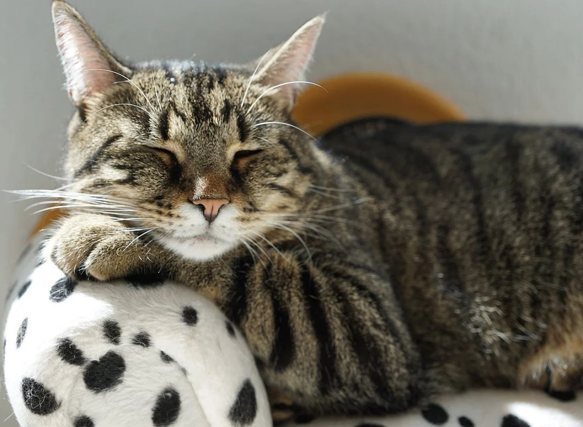 Как ухаживать за котом: базовые советы для здоровья и счастья питомца