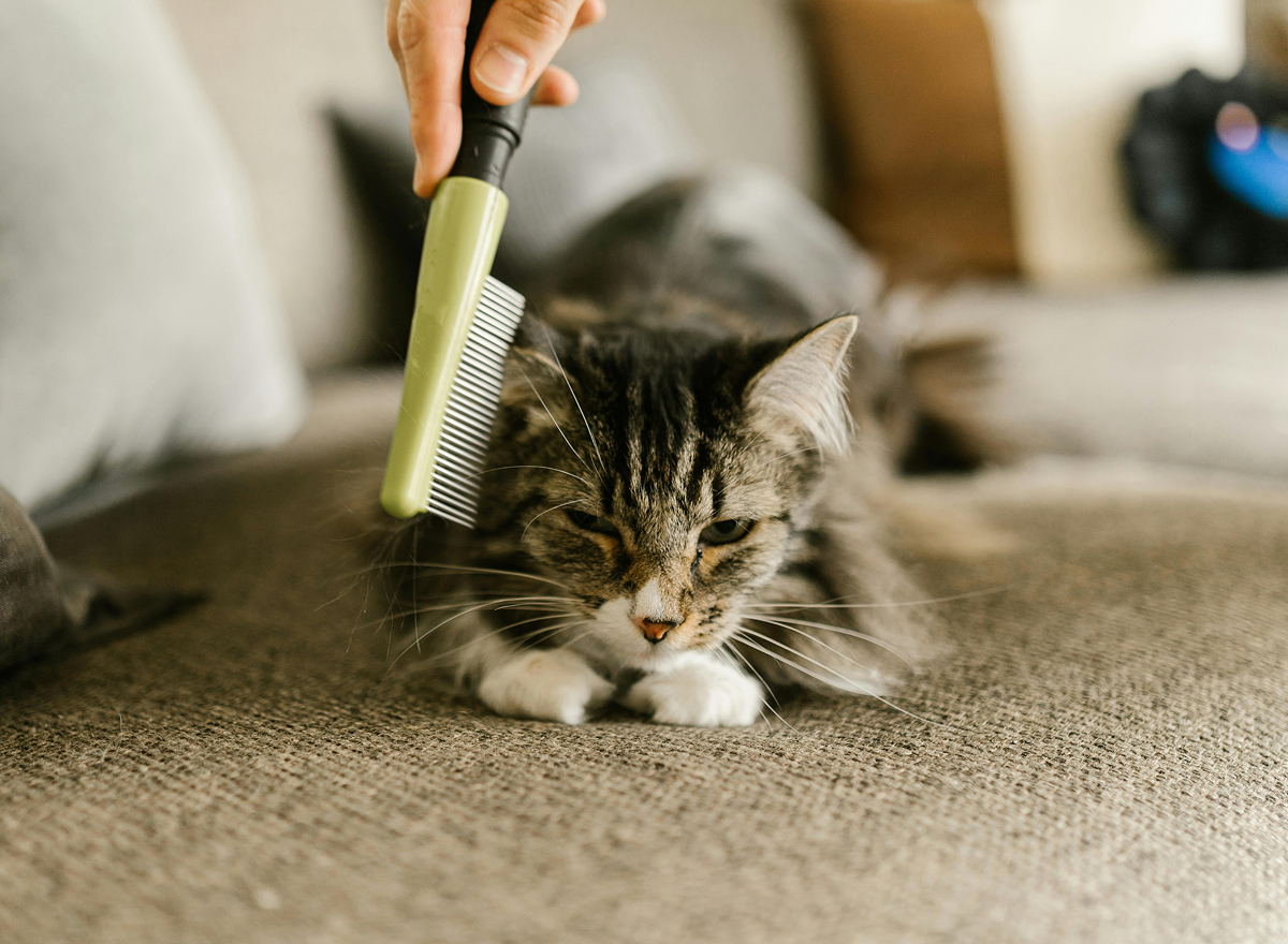 Мова тіла котів і собак: як зрозуміти свого улюбленця