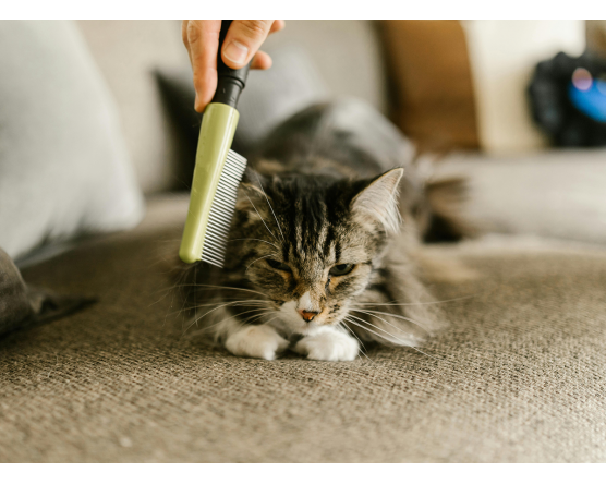 Мова тіла котів і собак: як зрозуміти свого улюбленця